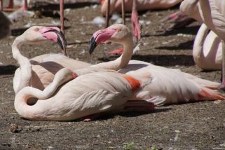 Phoenicopterus roseus - Rosaflamingo (Europäischer Flamingo)